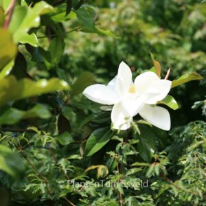 Magnolia grandiflora 'Samuel Sommer'