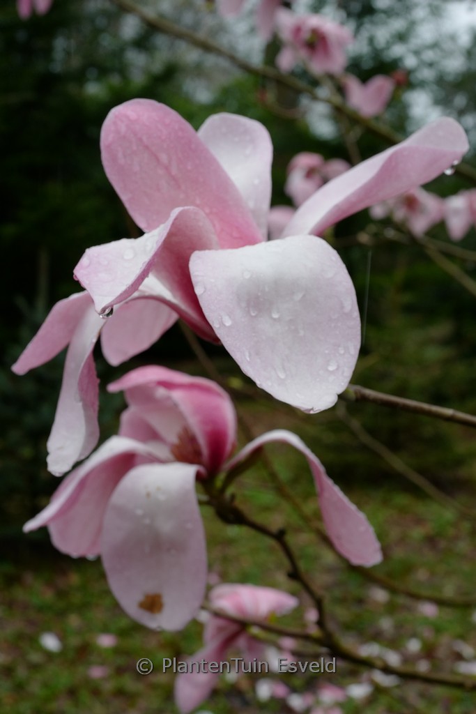 Magnolia sprengeri 'Westonbirt'