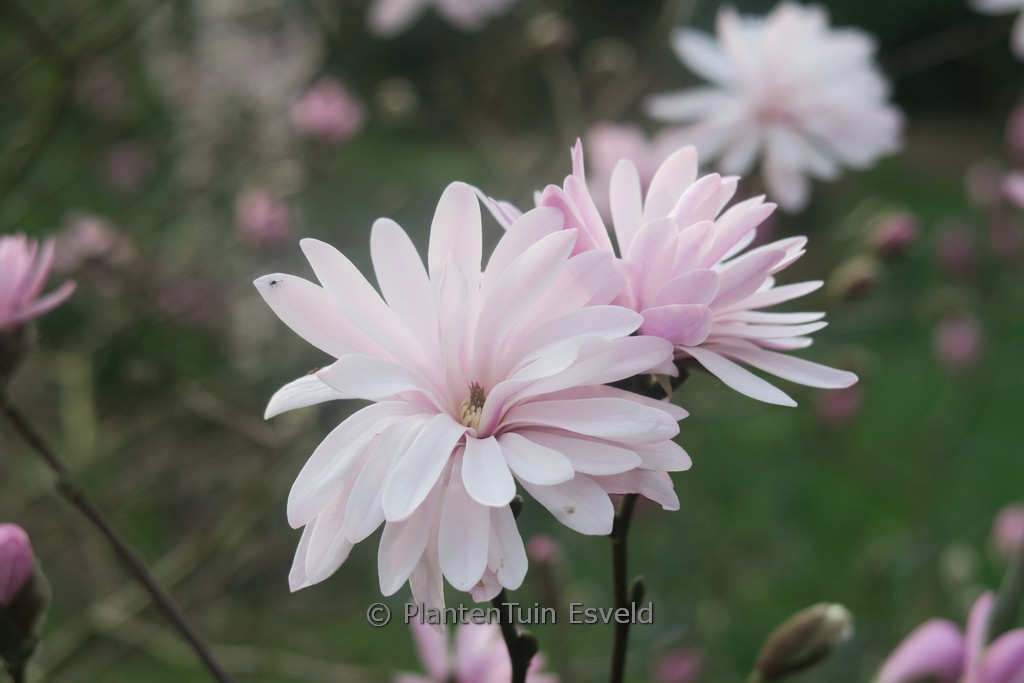 Magnolia stellata 'Shi Banchi Rosea'