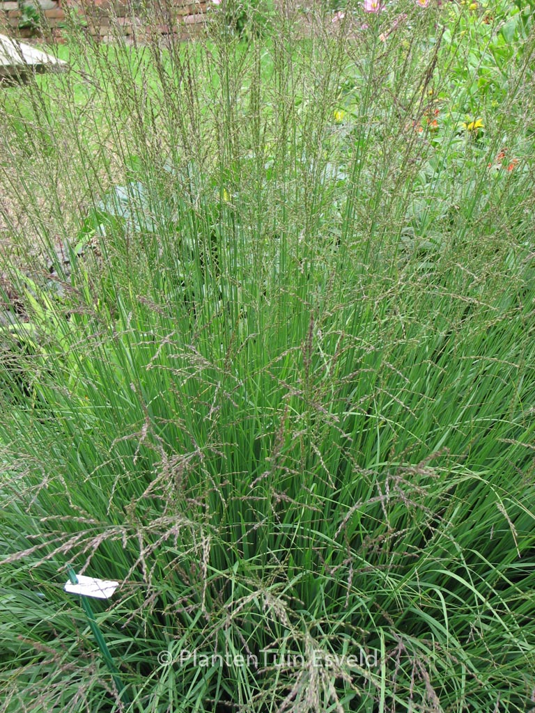 Molinia caerulea 'Dauerstrahl'