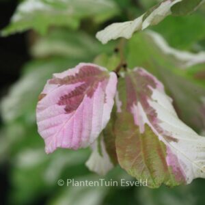 Parrotia persica 'Lamplighter'