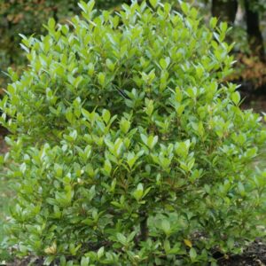 Picconia azorica