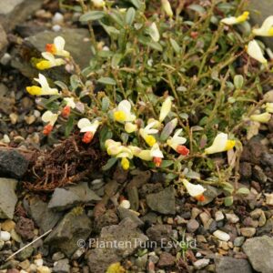 Polygala chamaebuxus