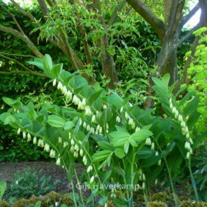 Polygonatum odoratum