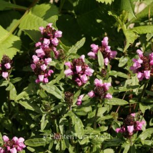 Prunella webbiana 'Gruss aus Isernhagen'