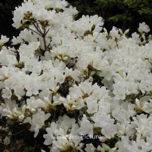 Rhododendron 'Diamant Wit' (Azalea)