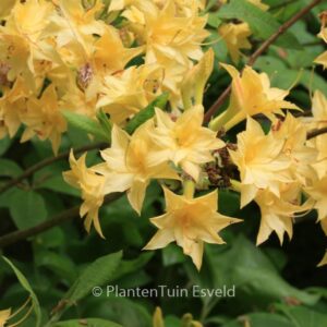 Rhododendron 'Narcissiflora' (Azalea)