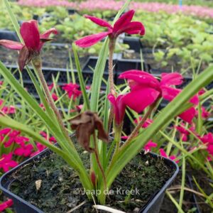 Rhodoxis 'Beverly'