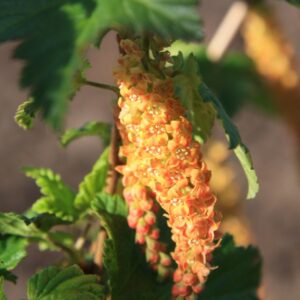 Ribes magellanicum