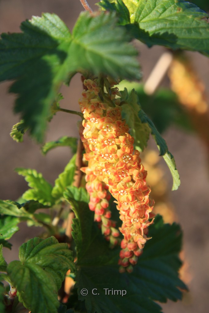 Ribes magellanicum