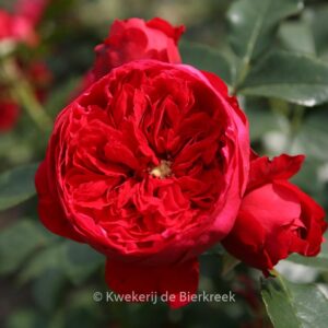 Rosa 'Florentina'
