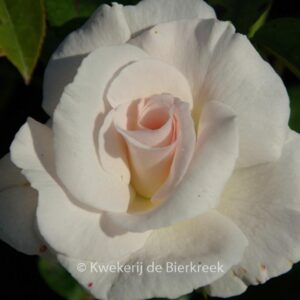 Rosa 'Maria Mathilde'