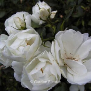 Rosa 'Schneeflocke'