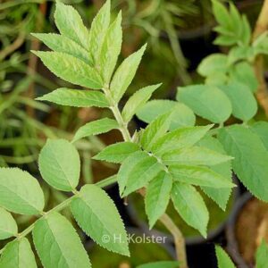 Sambucus palmensis