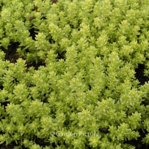 Sedum acre 'Elegans'
