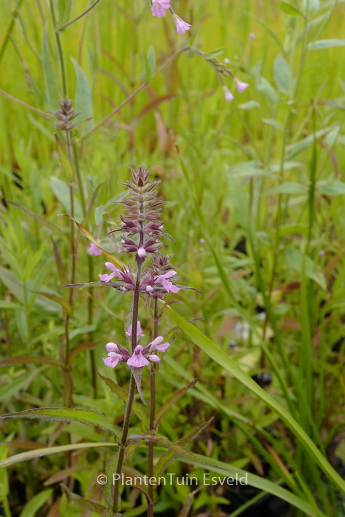 Stachys palustris