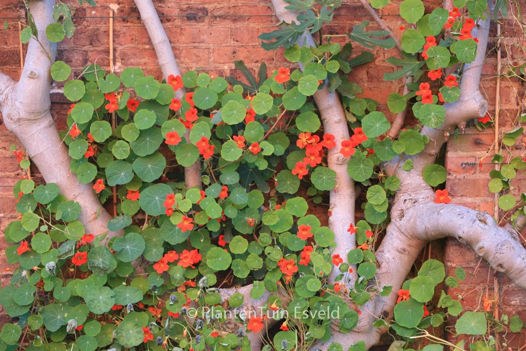 Tropaeolum majus