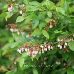 Vaccinium ashei