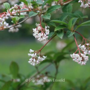 Viburnum chingii