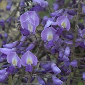 Wisteria sinensis 'Peter Valder'