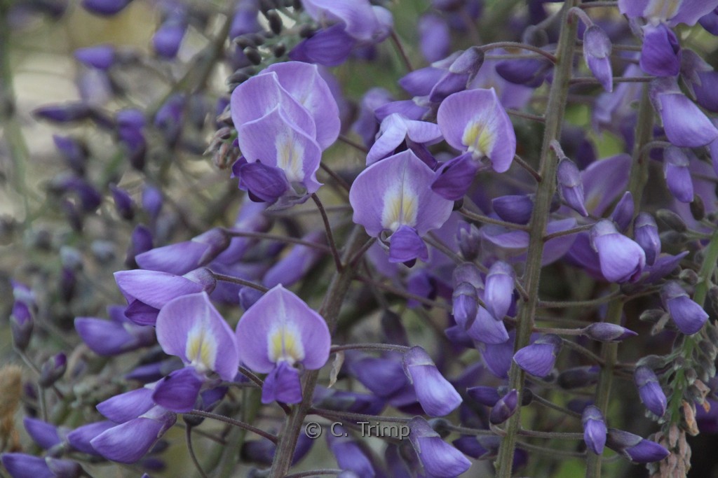 Wisteria sinensis 'Peter Valder'
