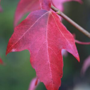 Acer discolor
