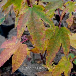 Acer heptaphlebium