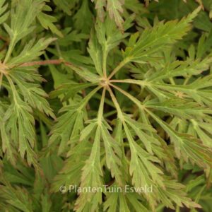 Acer japonicum 'Girard's Dwarf'