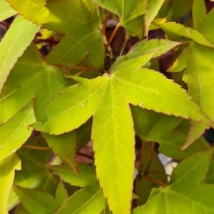 Acer oliverianum 'Hot Blonde'