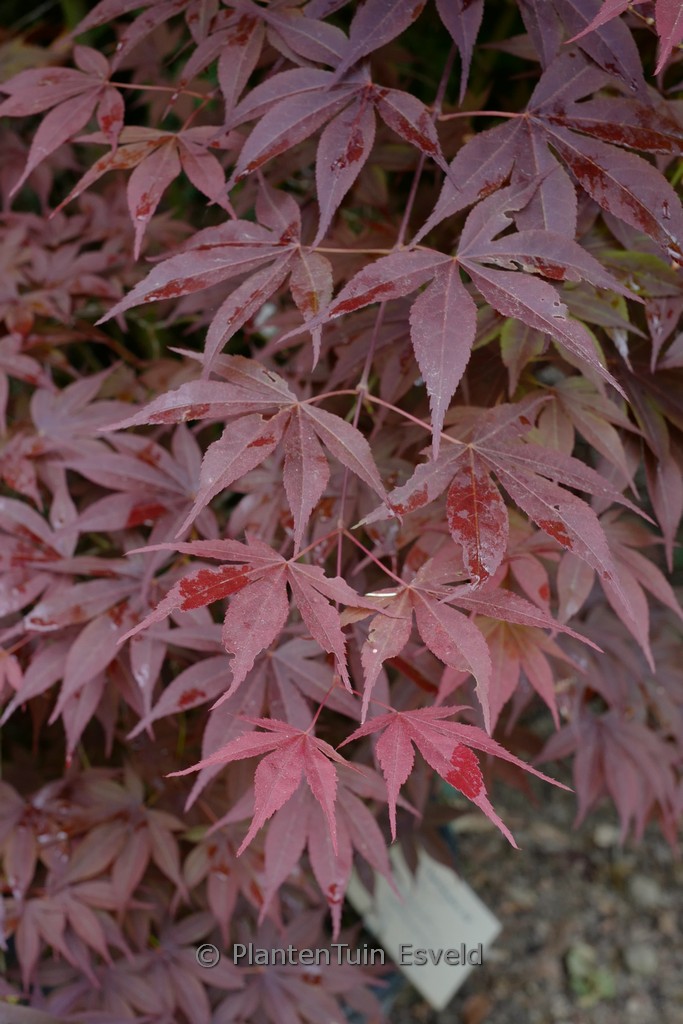 Acer palmatum 'Alexandre II'