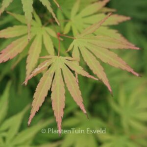 Acer palmatum 'Arakawa-ukon'