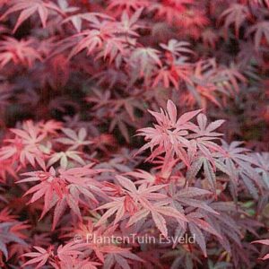 Acer palmatum 'Brandt's Dwarf'