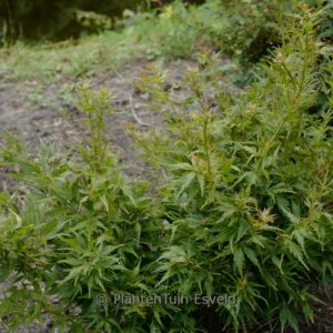Acer palmatum 'Chiri-hime'
