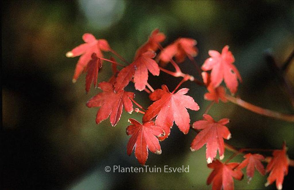 Acer palmatum 'Collingwood Ingram'