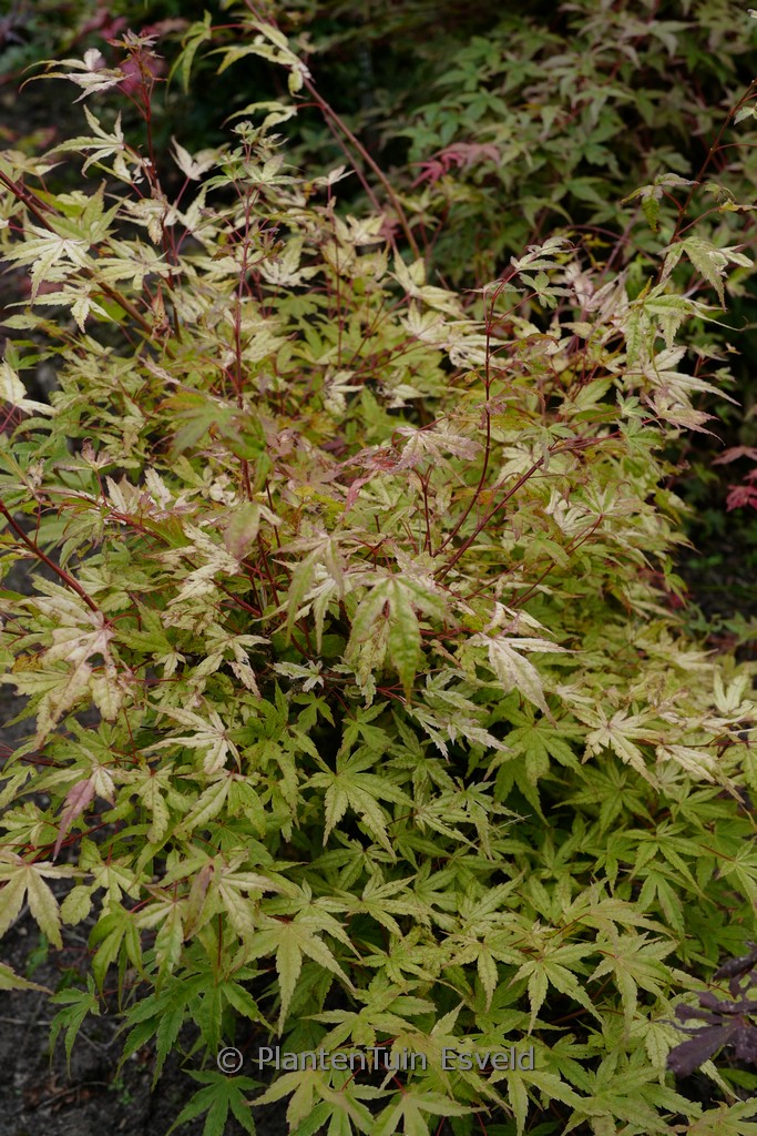 Acer palmatum 'Coral Magic'
