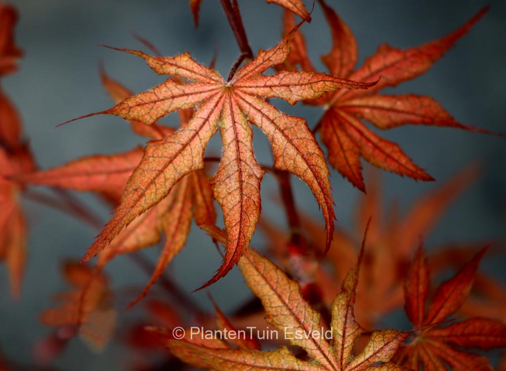 Acer palmatum 'Dark Ghost'