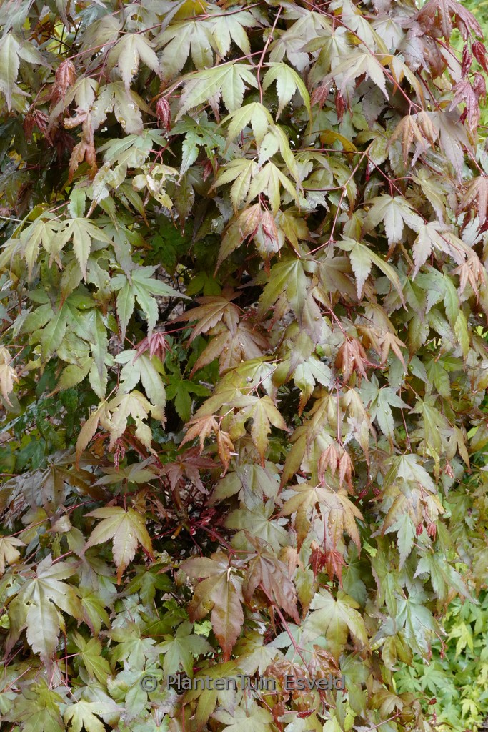 Acer palmatum 'De-shohjoh-nishiki'