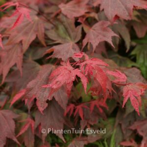Acer palmatum 'In The Pink'