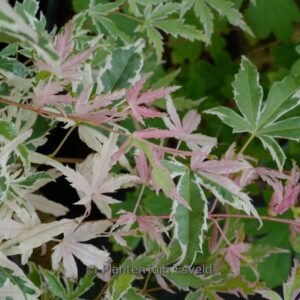 Acer palmatum 'Iyoshi'