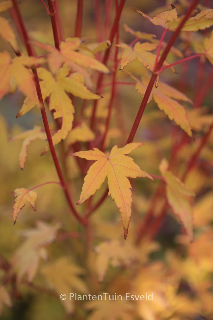 Acer palmatum 'Japanese Sunrise'