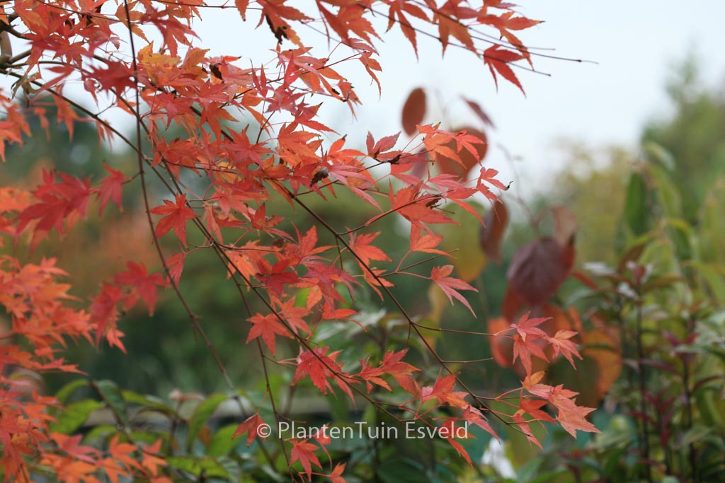 Acer palmatum 'Jiroh-shidare'