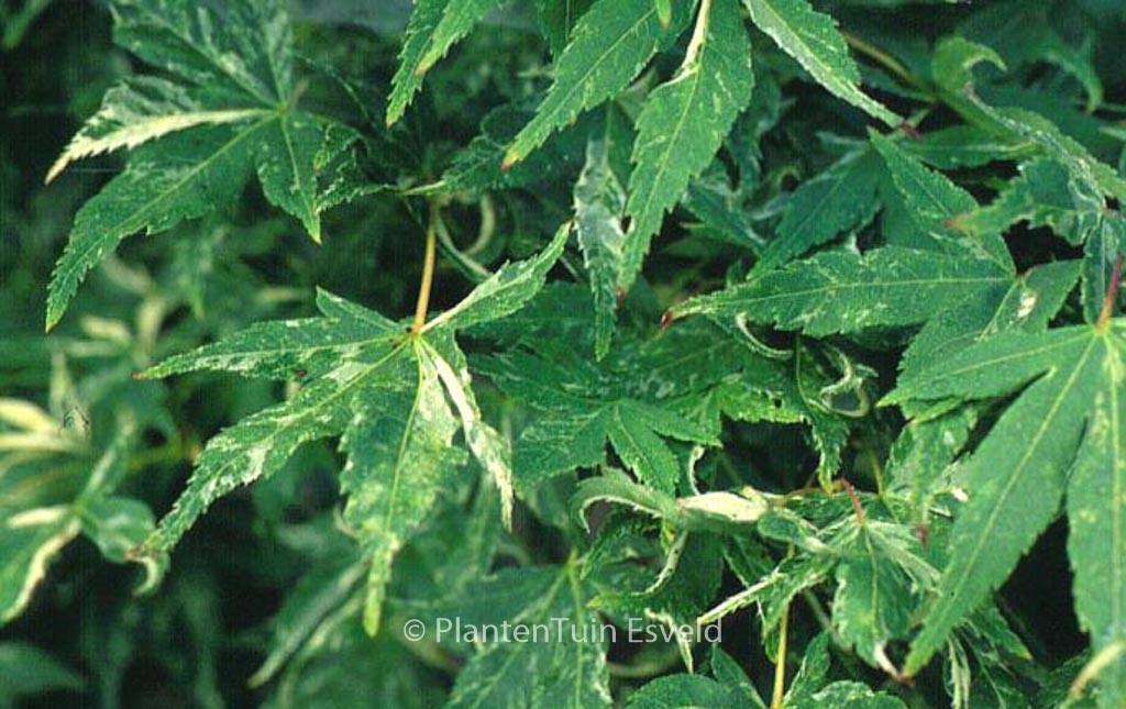 Acer palmatum 'Kasen-nishiki'