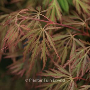 Acer palmatum 'Koyo-ao-shidare'