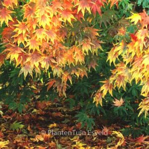 Acer palmatum 'Kurabu-yama'