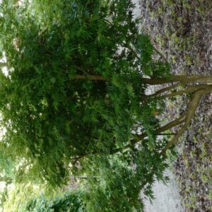 Acer palmatum 'Ryoku-ryu'