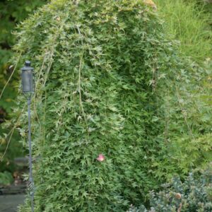 Acer palmatum 'Ryugu'
