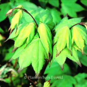 Acer palmatum 'Satsuki-beni'