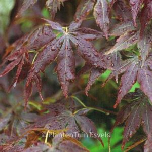 Acer palmatum 'Semi-no-hane'