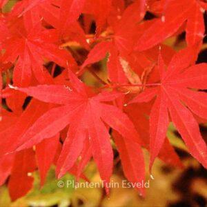 Acer palmatum 'Sharon'