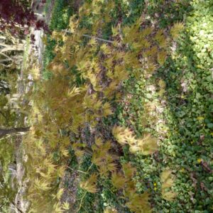Acer palmatum 'Shigure-bato'
